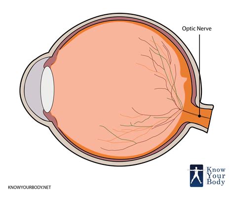 Optic Nerve 